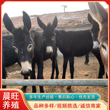 福建三明肉驴多少钱一斤品种肉驴养殖三粉驴种驴价格宠物驴哪里卖