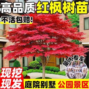 �t������ͥԺ�L�����������ͺ��������ļ��t�輧�ļ��ձ��t����