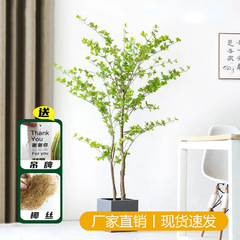 侘寂風日本吊鐘假樹盆栽仿真植物大型綠植室內裝飾擺件仿真馬醉木