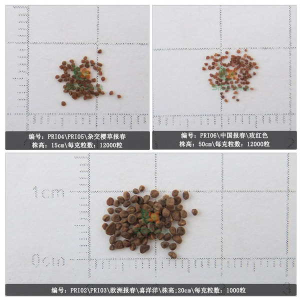 Baochunhua seeds perennially staying at the root balcony potted four…