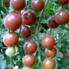 Factory wholesale space cherry tomato seed fruit type fruit type small tomato vegetable seeds (black diamond)