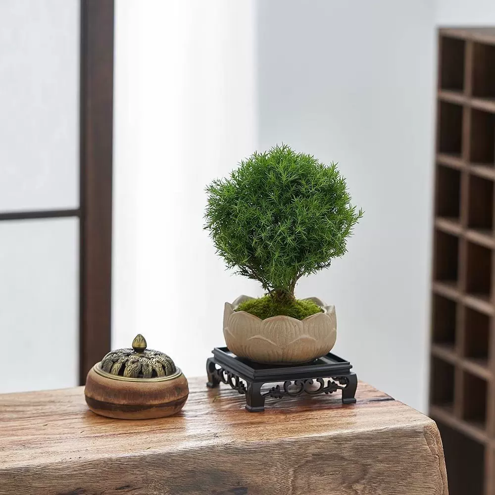 放青松风室内植物办公室桌面雾凇小盆栽盆景绿植懒人好养雾松