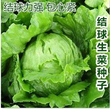 �Y�����˷N�����͈A�������͝h������ð���ɳ�����r�߲ˈA������