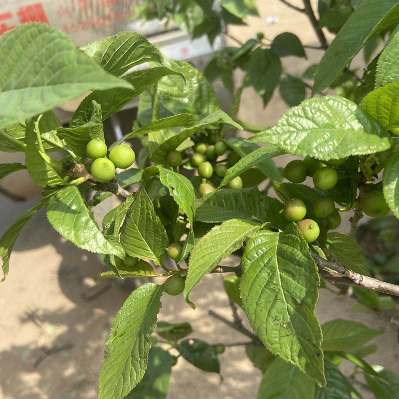 果树苗盆栽樱桃地栽樱桃树嫁接苗带果实带土发货南北方种植