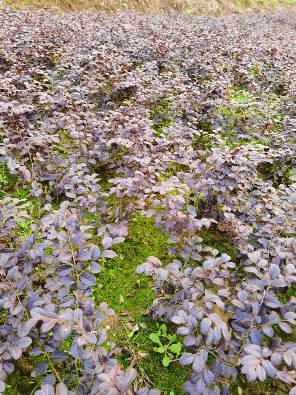 База оптом саженцы Красного Jimu красный цветок Jimu озеленение инженерных саженцев