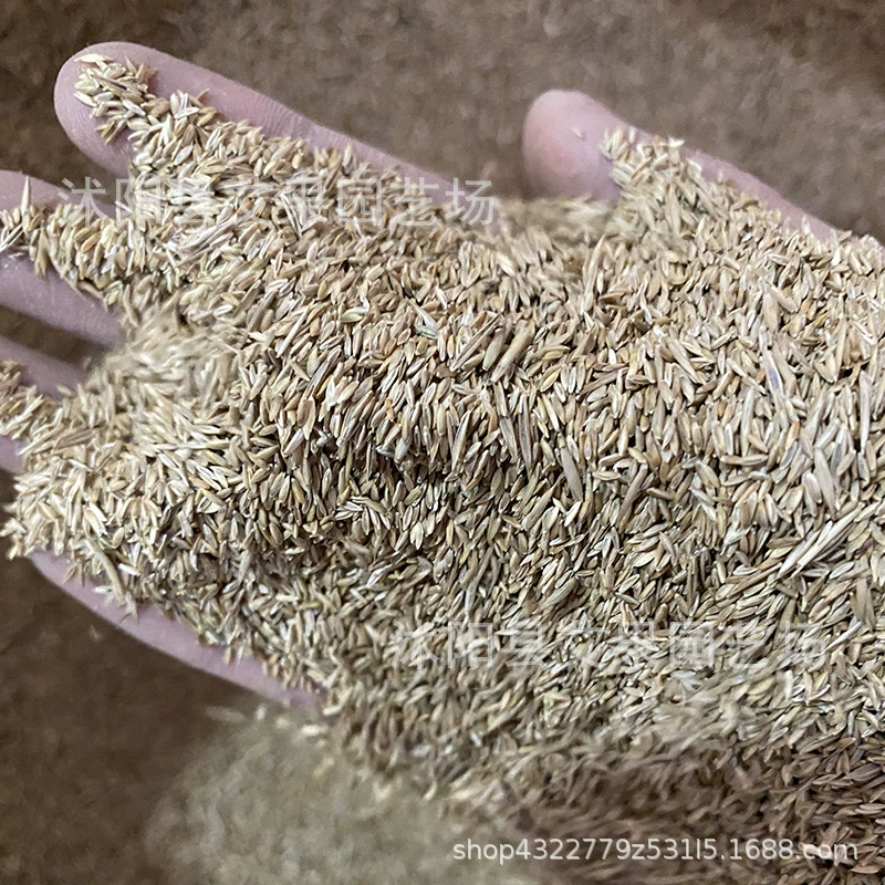 Инженерное остебление, морозостойкая защита наклона, семена гнома, высокая открывалка, ржавая трава, раннее упряжение, силуэт, четырехсезонные семена зеленого газона.