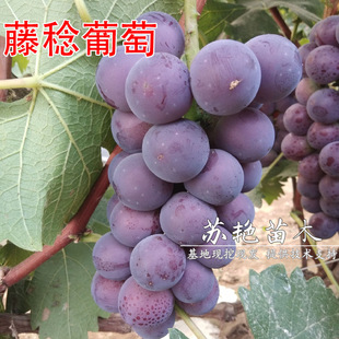 ������ ���������� ƹ�����ј���޽ӹ��箔��Y���Ϸ������Nֲ