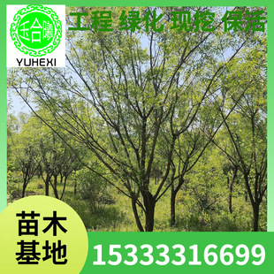 Professionally Supplying High-Quality Biwen Fruit Trees 3-10cm [Key Recommendation] Sophora Japonica Saplings