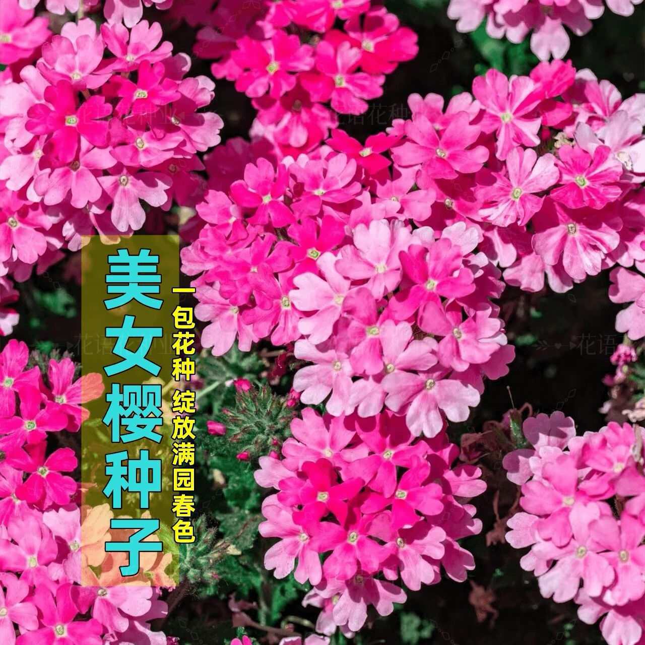 细叶美女樱种子见土就活花种美人盆栽铺地锦四季绣球葵花籽