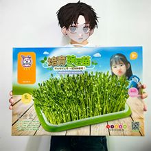 迷你阳光种植房植物培育舱儿童植物观察生长趣味科学实验种植玩具