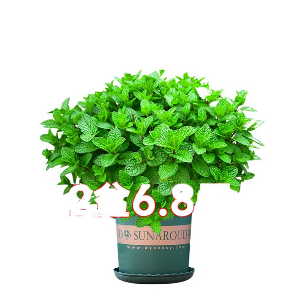 Mint Potted Mosquito Repellent Edible Lemon Mint Leaf Hydroponic…