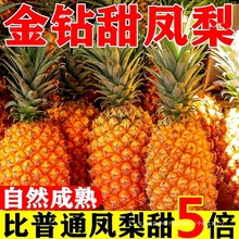 现摘海南金钻凤梨新鲜应季水果手撕无眼大菠萝一整箱批发甜蜜蜜