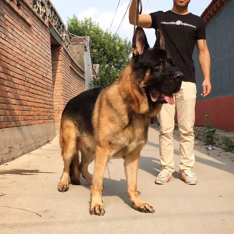 上海犬舍双血统赛级纯种德国羊犬幼犬活体德牧幼崽宠物狗狗出售