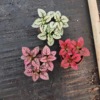 Base direct batch micro -landscape, pelvic plants with red vine small potted multi -color mixed mixed single -loaded single -loading green plants