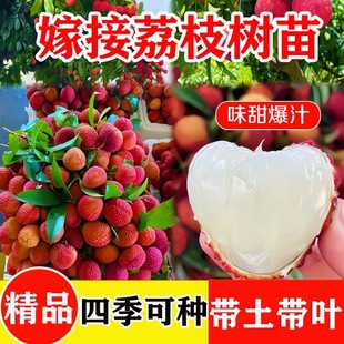 Gui Flavor Seedless Ice Lychee Saplings, Fruit Tree Fruit Seedlings, New Varieties Xianjinfeng Glutinous Rice Glutinous Rice Cakes Hanging Green March Red Lychee Seedlings