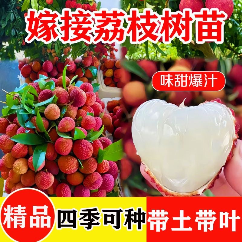桂味无核冰荔枝树苗果树果苗新品种仙进奉糯米糍挂绿三月红荔枝苗