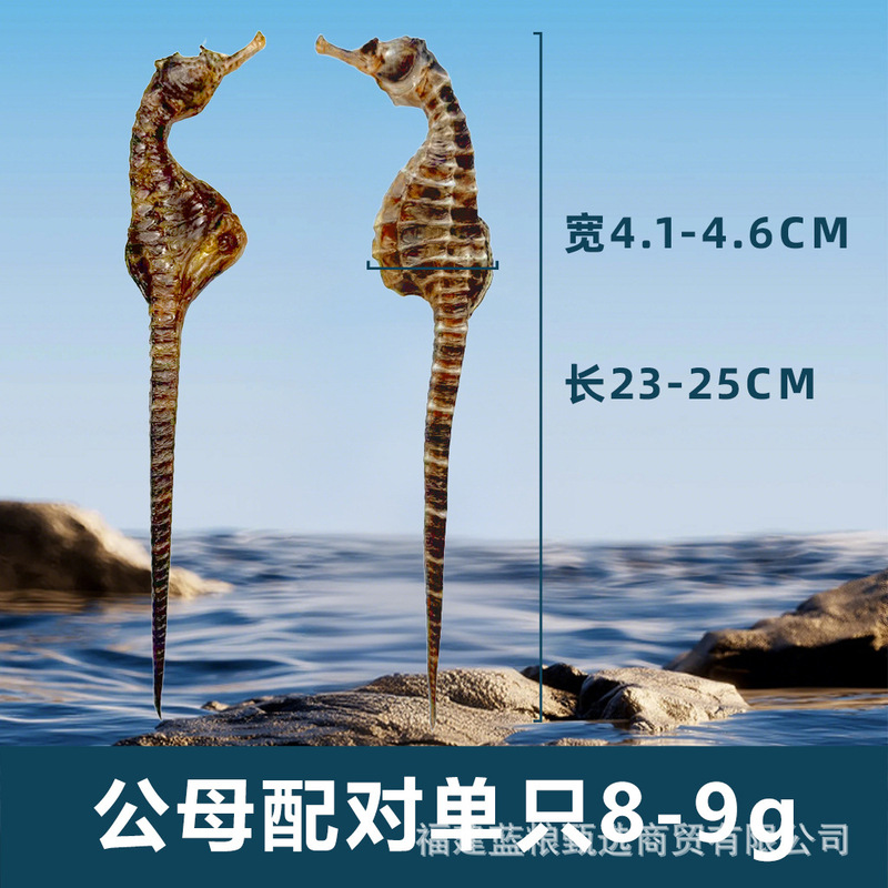 【全规格10公斤直销】养殖海马干泡酒煲汤滋补精品公母配对非药材|undefined