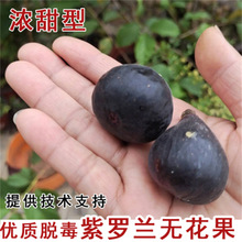 紫罗兰长柄黄无花果树苗特大新疆早黄无花果北南方种植当年结果