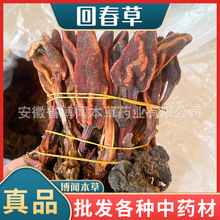回春草中药材草苁蓉批发整颗无碎不老草