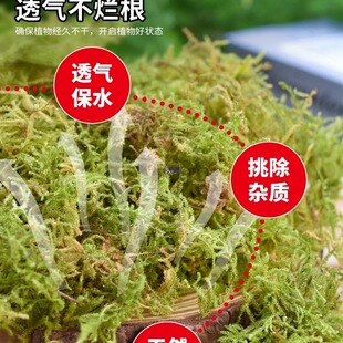 ��̦�\��̦ˮ̦�m�������m�Nֲ�I�B��ʯ��ֲ�Ϟ���ˮ̦