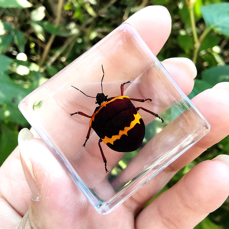 투명블랙오일티 와이드쉴드버그 55%