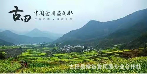 鸡腿菇宝贝详情