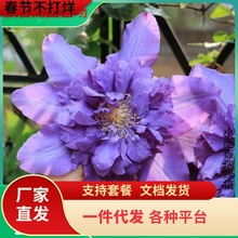 ޱ���F��ɏ�������ٻ���ֲ���ذ���ٱ�����ͥԺ�����o���ļ���