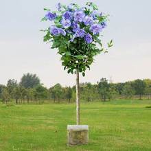 һ�����l�ذ��ľ�Ȼ������Ԙ��������{ݮ��ɳ�̨ͥԺ��������