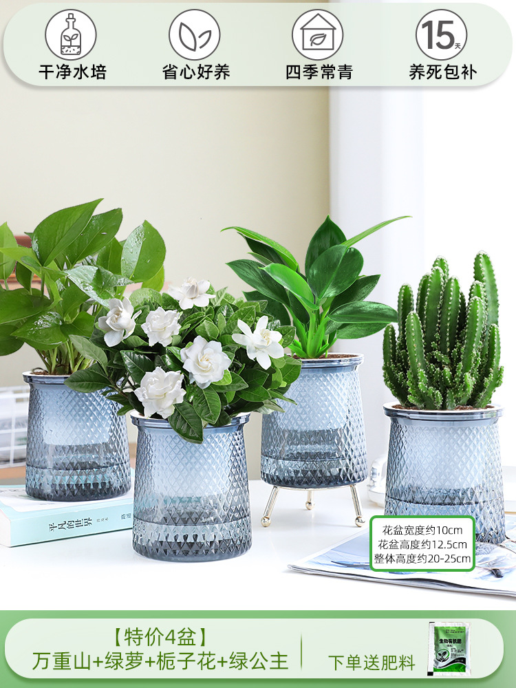 [특별 제공 화분 4개] 완중산 + 포토스 + 치자나무 + 그린 프린세스