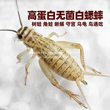 ���� ����� ������ ��� �~�B���x�Bʳ