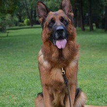 家养赛系德国牧羊犬幼犬活体纯种狼狗防暴犬警犬幼崽黑背宠物活物
