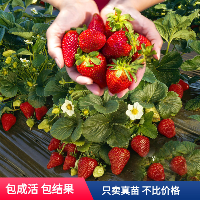 草莓苗盆栽地栽阳台食用牛奶四季草莓当年结果南北方种植草莓秧苗