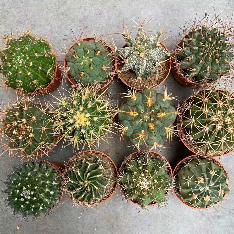 大仙人球コレクション、鉢植えの開花仙人掌、多肉植物、星兜瑞昌玉、玉龍鳳玉、玉翁|undefined