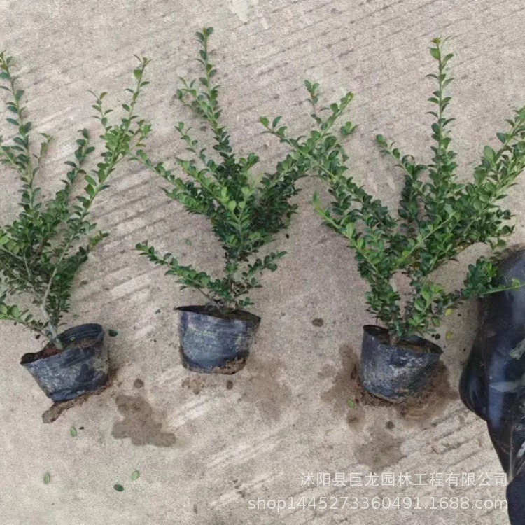 Базовый черепаховый панцирь, голубая шарообразная форма, инженерное зеленение, рассада, кустарники, вечнозеленые рассада, черепаховый панцирь, голубая шарообразная форма.