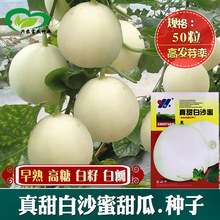 真甜白沙蜜甜瓜种子 农田菜地农户种植早熟高糖香甜白瓤甜瓜籽