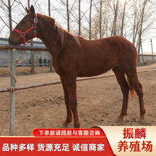 ��Ѫ�y�ĺ�Ѫ�R�ö����X ����Ӗ�õĆ� ��Ѫ�R�B�R���g �T���R