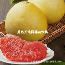 ���Ә���������t�����֏V����ɳ����ͥԺ�޽��Ϸ��Nֲˮ������