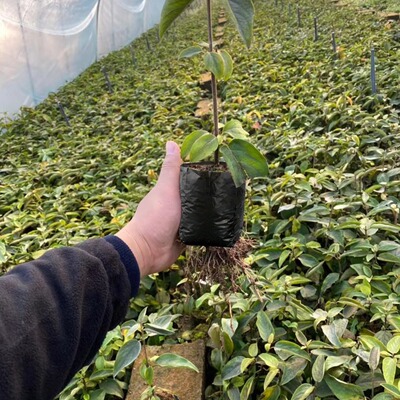 抗紫外线黑色种植袋内黑外白育苗袋定制源头工厂大量批发栽培的袋