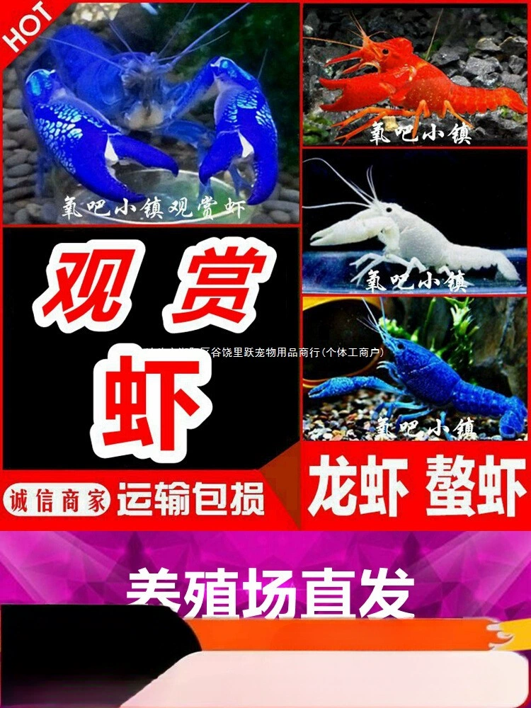 Декоративные раки, пресноводные омары, морские раки, устойчивые к холодной воде, домашние креветки, вулкан, родные небесно-голубые волшебные креветки, сине-белый фарфоровый питомец.