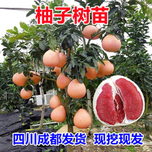 ���Ә���t�ļt�����ּ޽����t���ֹ�������Ϸ������Nֲ����Y��