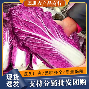 �����_�m��ײˡ��ϰײ���ɫ��ײ��ϰ��Ĳ�ɽ�|��ײ˻������߲�