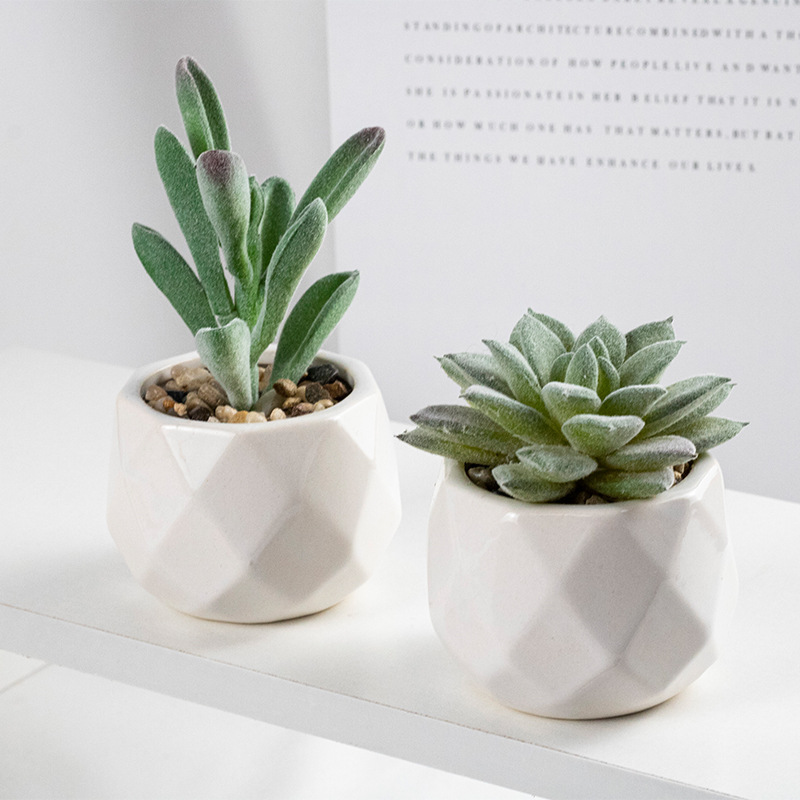 핫 셀링 조합 1, 총 2개 화분