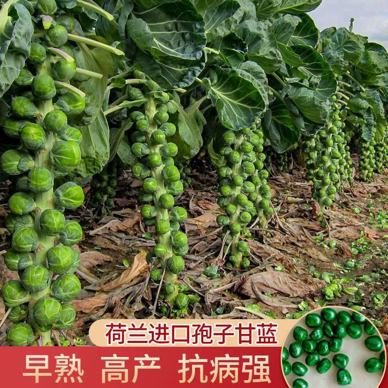 Spore Семена капусты Весна и осень Семена овощей Холдинг Капуста Семена овощей Дакван Четыре сезона Балкон Посадка Горшок Посадка