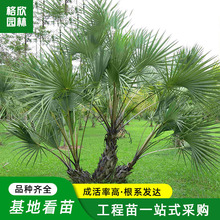 基地种植棕榈树 室内外大型绿植盆栽庭院常绿乔木扇子树唐棕棕树