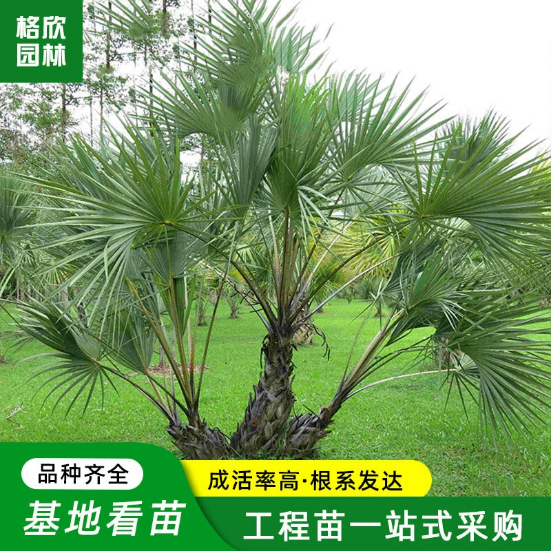 База Посадка пальм Крытый и открытый Большой Зеленый завод Горшечный сад Вечнозеленые деревья Веер деревья Тан Браун деревья