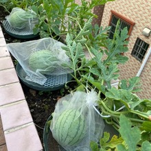 红小玉礼品小西瓜种子薄皮少籽麒麟西瓜盆栽阳台水果四季播种子