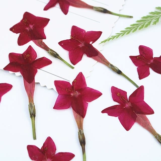 莺萝花真花干花diy材料压花手工押花植物标本押花手机壳书签贴画