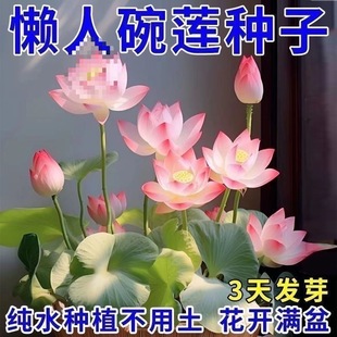 ��ɏ�N�߲������ɫˮ�໨��ˮ�B�ļ�ɏ���ɻ���ɏź�Gֲˮ��ɏ��