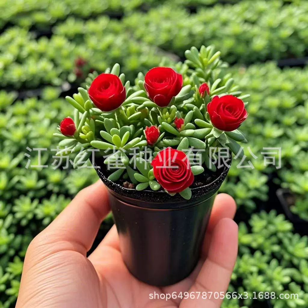 Холодостойкие, ароматные ленивые люди хороши для выращивания тяжелых лепестков розы орхидеи