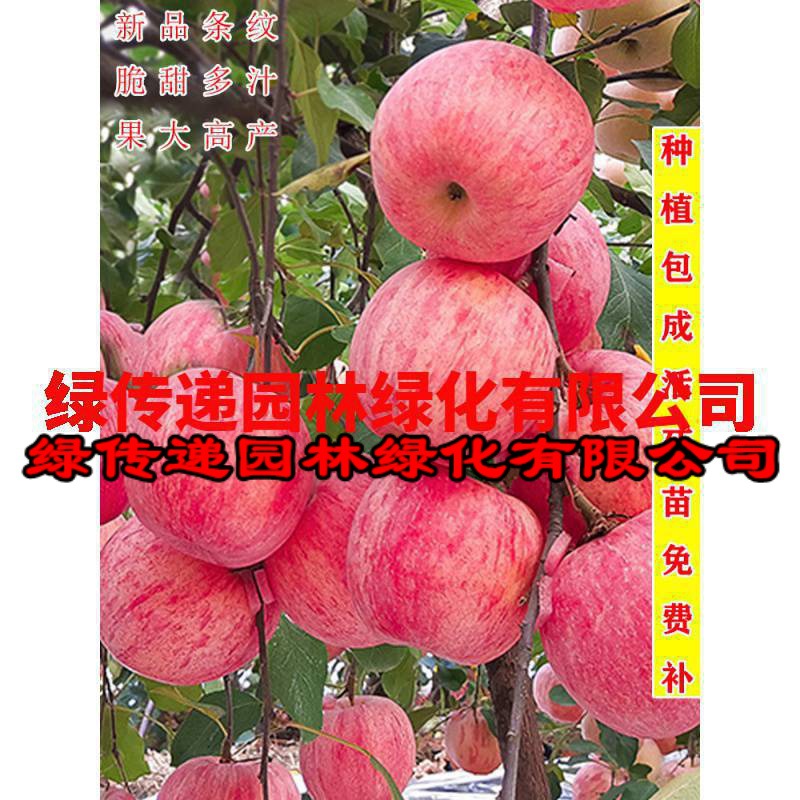 苹果树苗嫁接南方北方种植冰糖心苹果苗矮化果树当年结果盆栽地栽